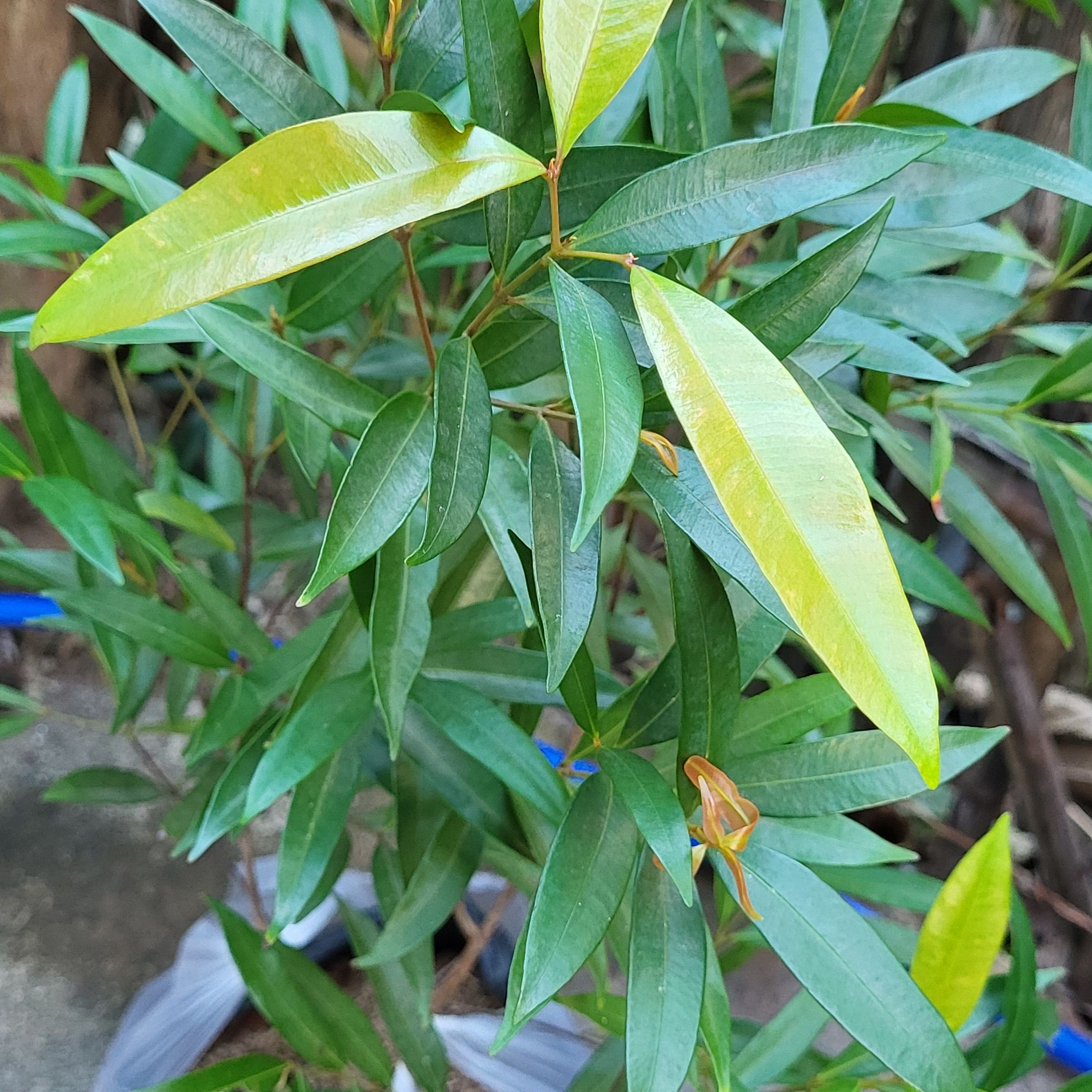 Photo of the plant species Malabar Plum by @LadylikePeony named Coco on Greg, the plant care app