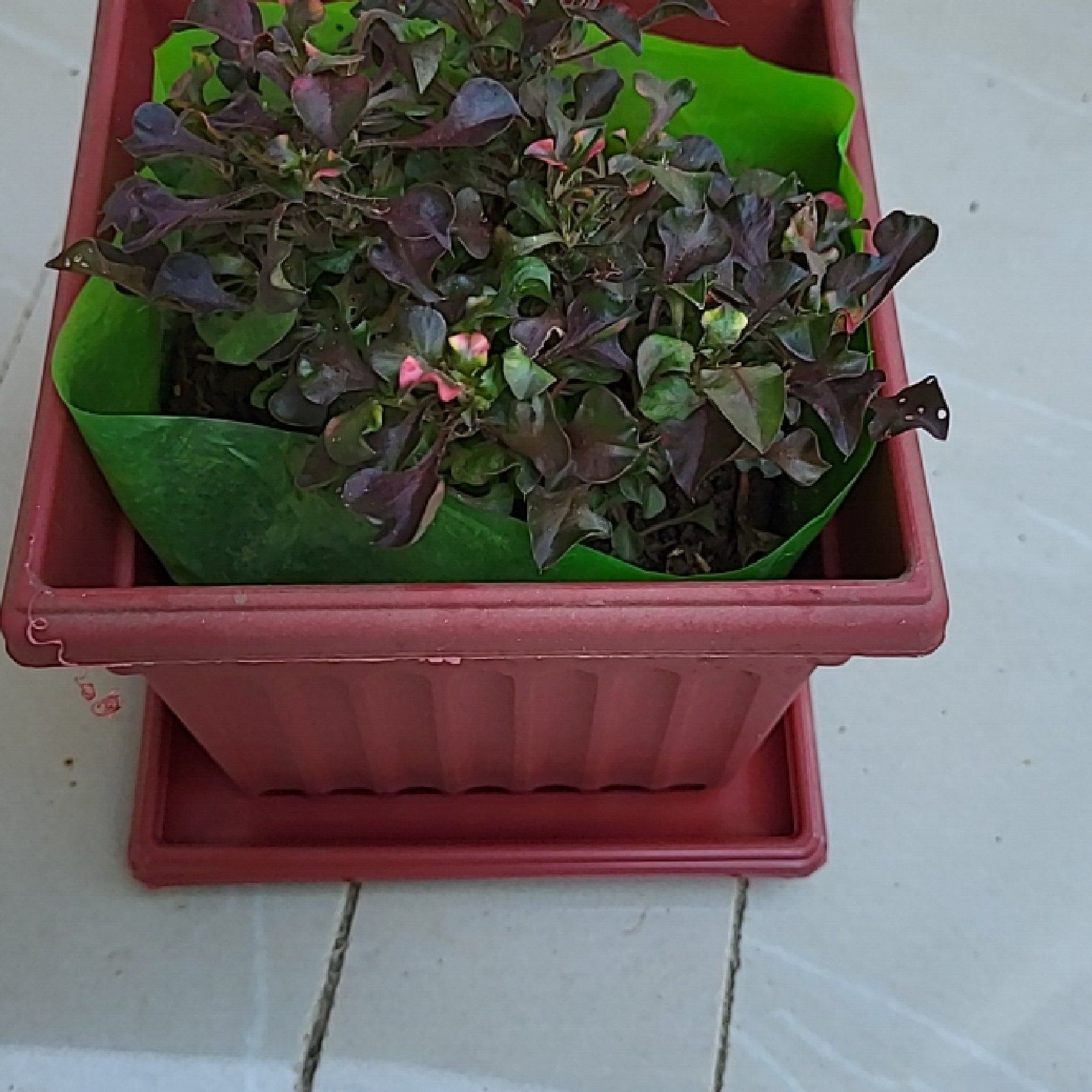 Photo of the plant species Sessile Joyweed by @LadylikePeony named Leaf Erickson on Greg, the plant care app