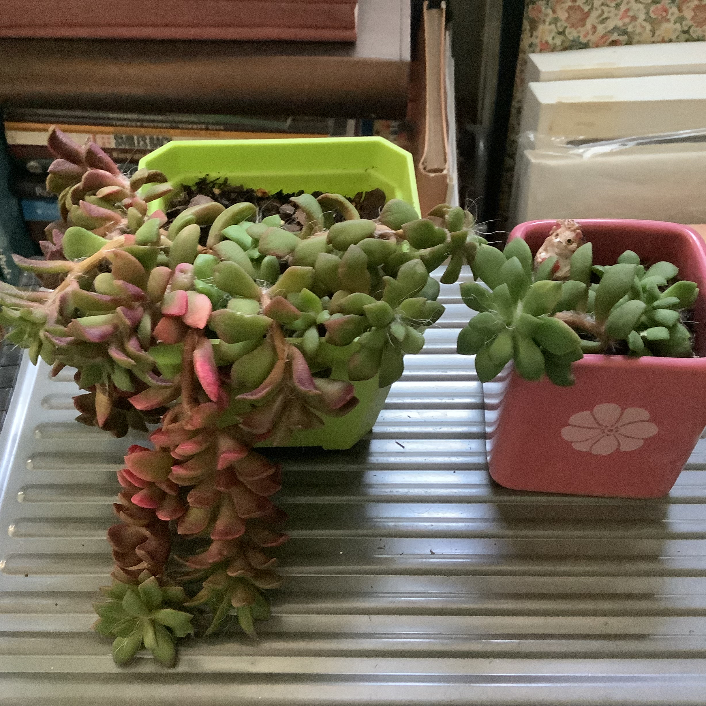 Two potted Anacampseros telephiastrum 'Variegata' plants, one in a green pot and one in a pink pot.