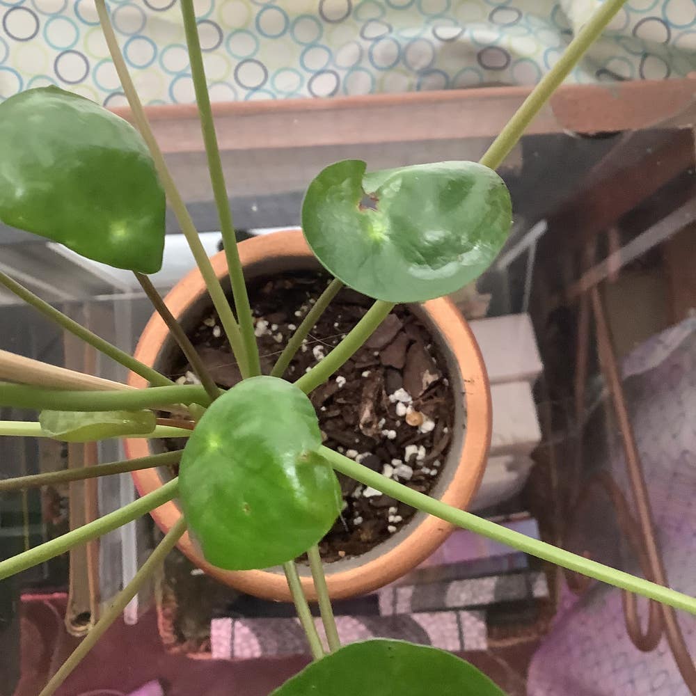 Pilea peperomioides Care: The Best Water, Light, and Fertilizer