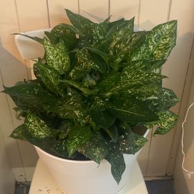 Photo of the plant species Aglaonema Eileen by @LavishEvergreen named Jade on Greg, the plant care app