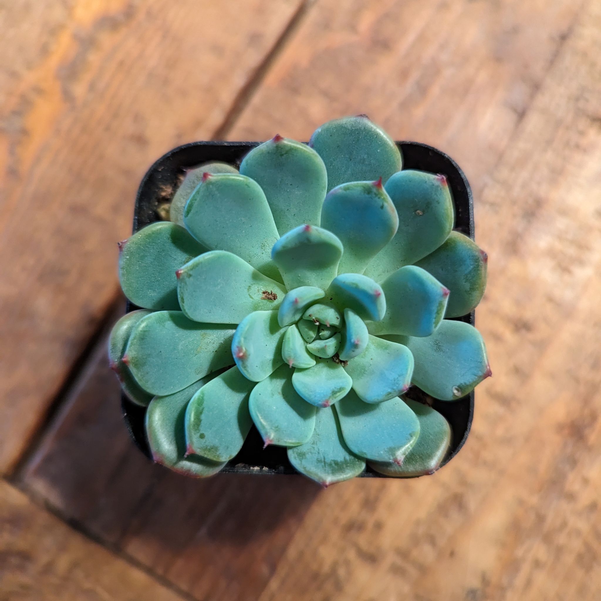 Photo of the plant species Echeveria Pinwheel by @DollLiliaceae named 3. Echeveria Pinwheel (Scarlett) on Greg, the plant care app