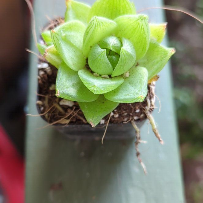 Photo of the plant species Haworthia ramosa by @DollLiliaceae named 5. Haworthia cymbiformis ramosa (30°F) (Willow) on Greg, the plant care app