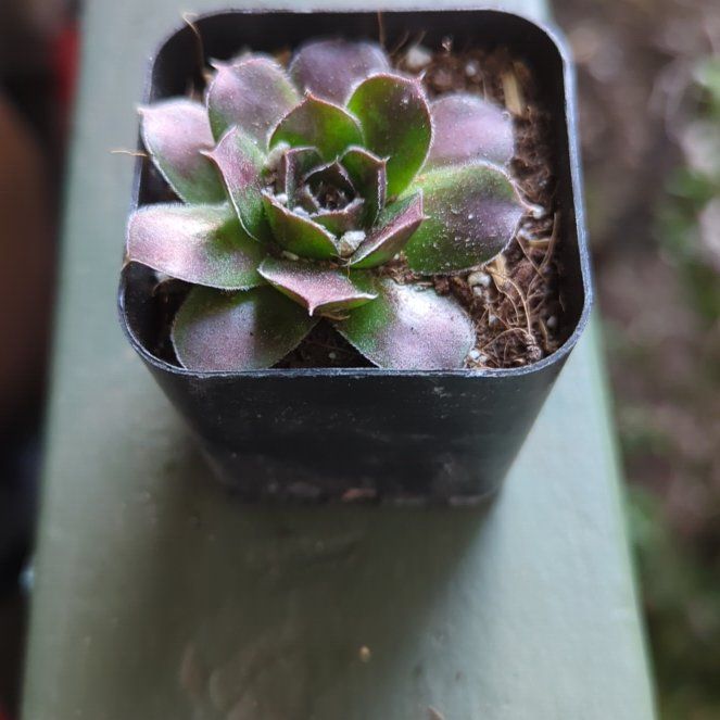 Photo of the plant species Sempervivum heuffelii by @DollLiliaceae named 46. Sempervivum Mystique (-30°F) (Lola) on Greg, the plant care app