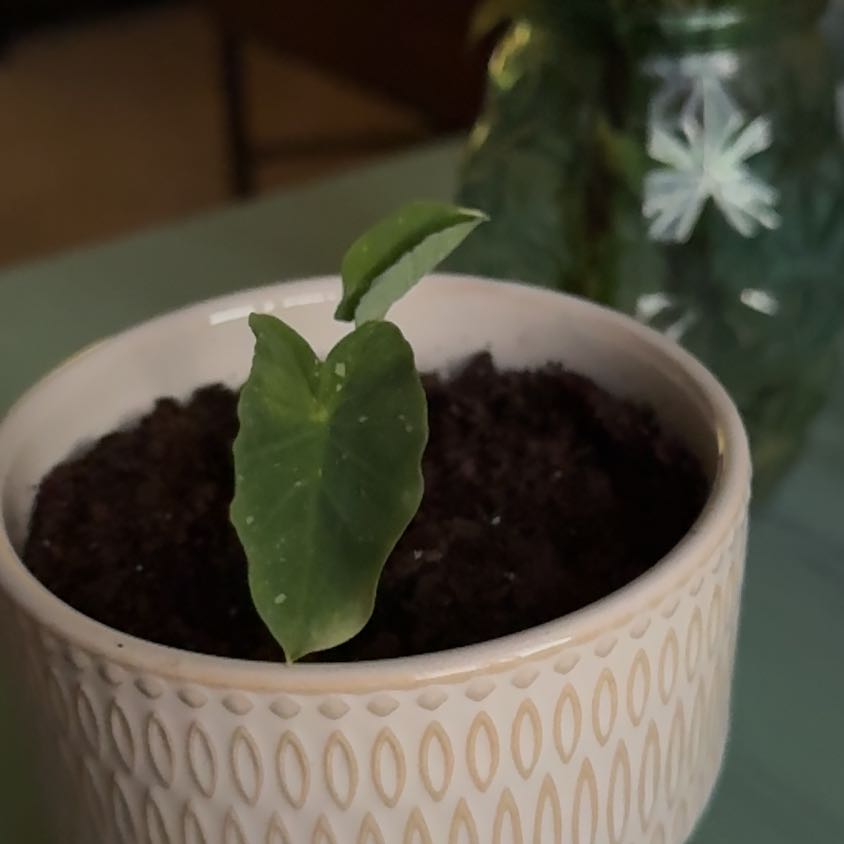 Small Cast Iron Milky Way plant in a decorative pot with dark soil.