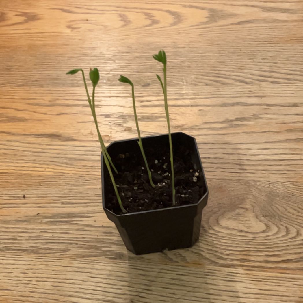 Young Annual Sweet Pea plant with several green stems in a small pot.