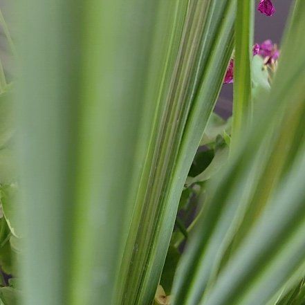 Photo of the plant species Hard Rush by @EagerSkimmia named Aria on Greg, the plant care app