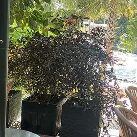 Photo of the plant species Sacred Bamboo by @MaximalGasteria named Diana on Greg, the plant care app