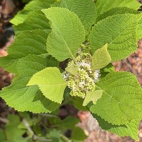 Photo of the plant species Beautyberry by @MaximalGasteria named Willow on Greg, the plant care app