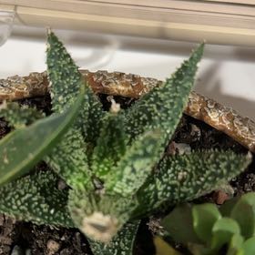 Photo of the plant species Aloe 'Tarantula' by @FoxyFicusruby named Maya on Greg, the plant care app