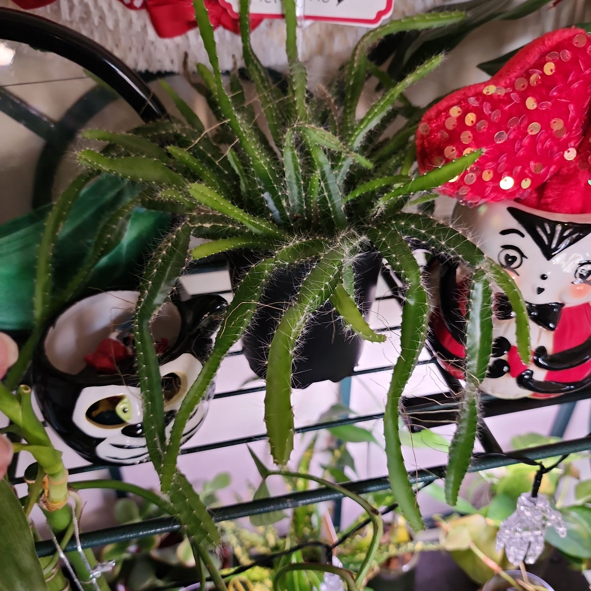 Photo of the plant species Dragon Fruit by @sm0gl0rd named Pepe on Greg, the plant care app
