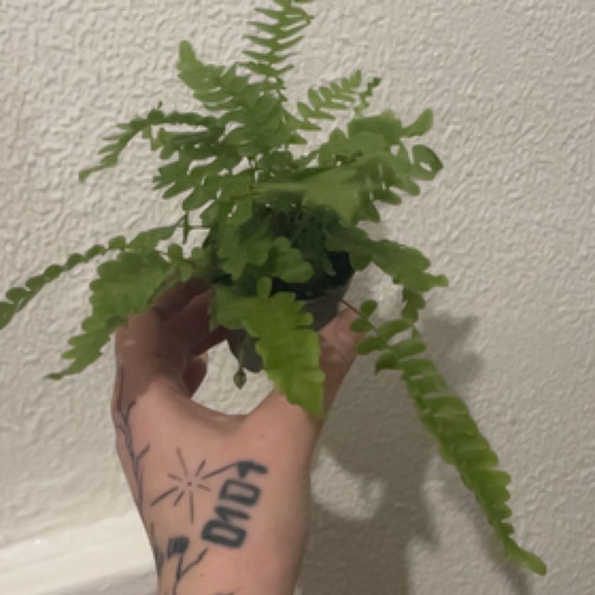 Planty