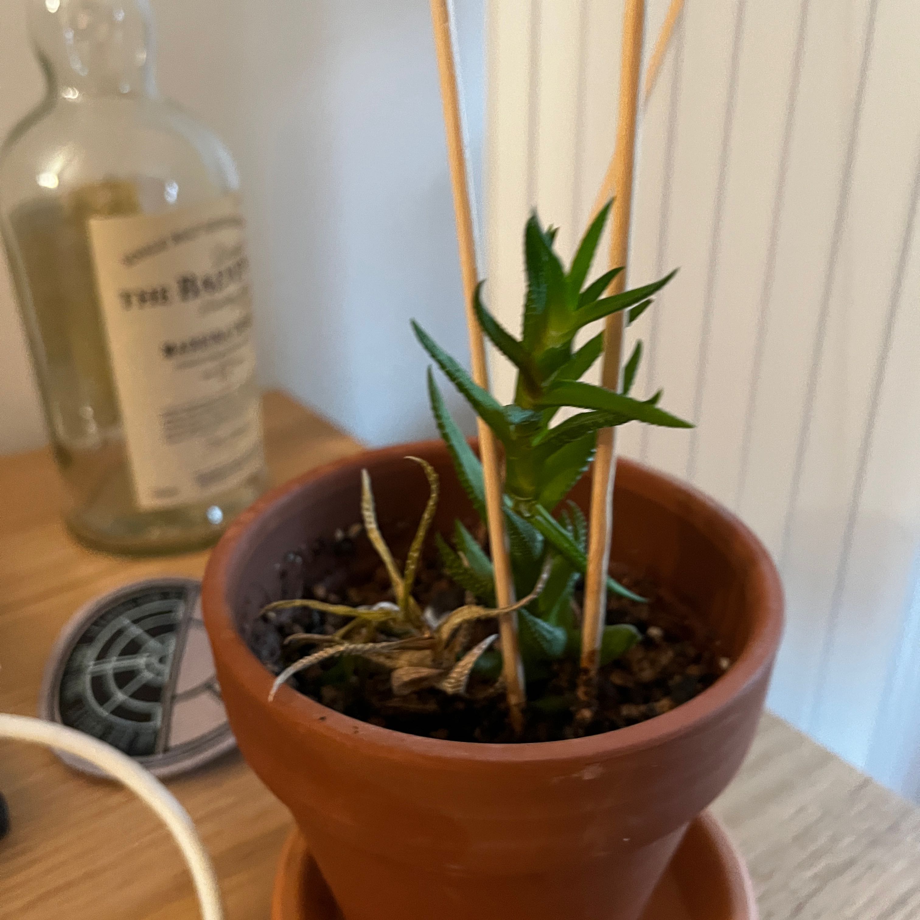Potted Zebra Wart plant with some healthy green leaves and some dried, brown leaves at the base.