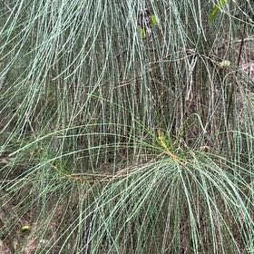 Photo of the plant species Beach Sheoak by @NovelCowslip named Lebron on Greg, the plant care app