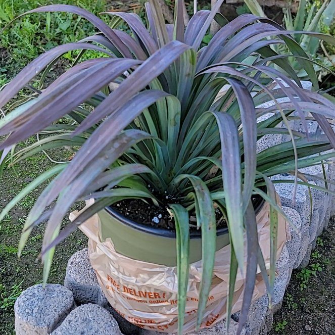 Photo of the plant species Yucca desmetiana 'Blue Boy' by @WarmTinybluet named Athena on Greg, the plant care app