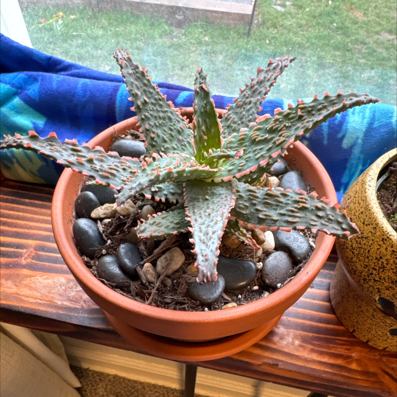 Photo of the plant species Aloe Electric 'Amethyst' by @PlantRescue801 named Gomez on Greg, the plant care app