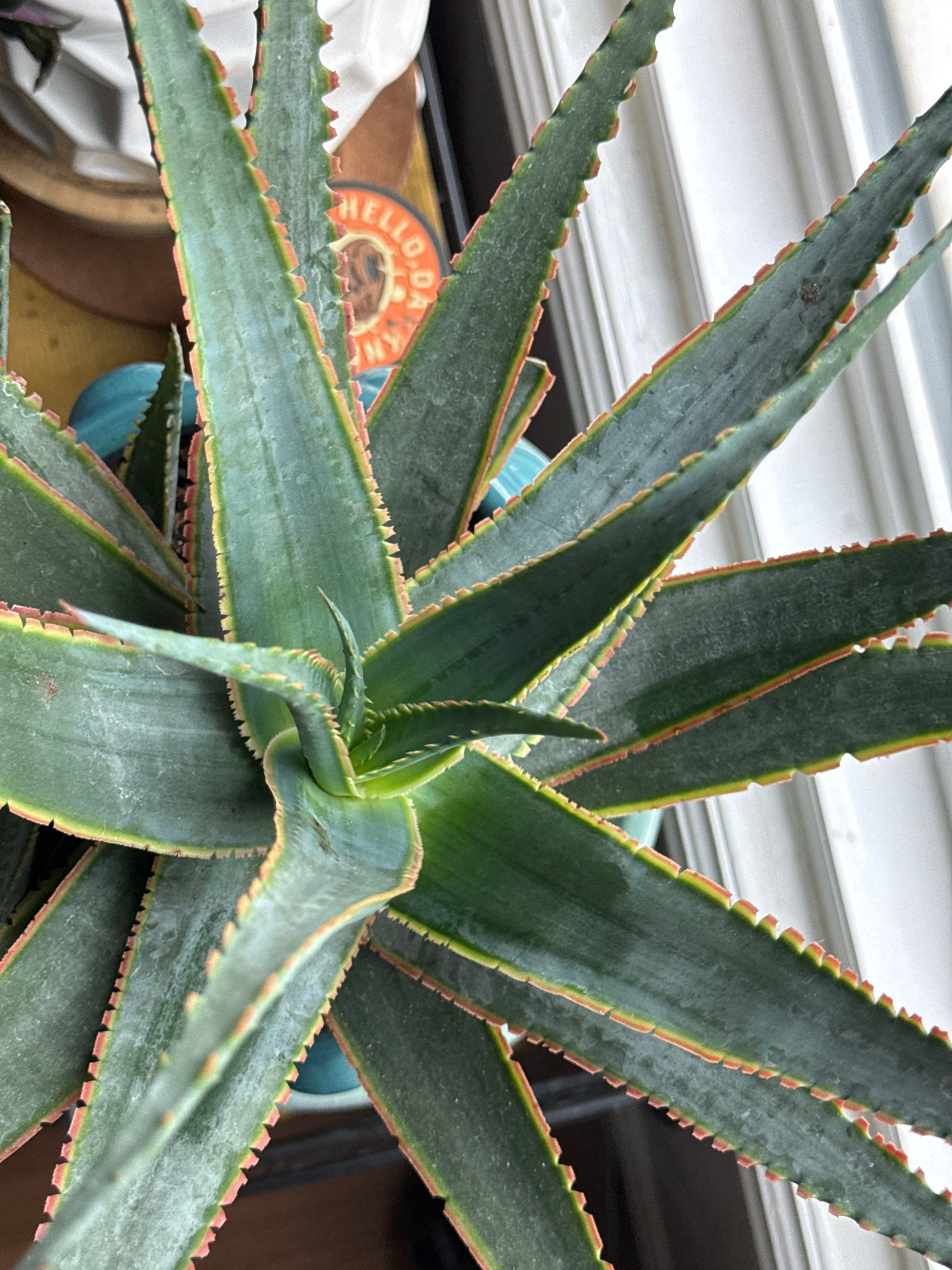 How to Care for Aloe 'Swordfish' Mastering Water, Sunlight & More
