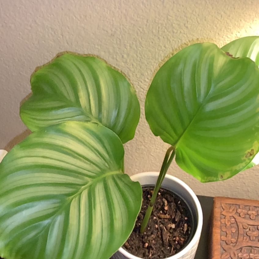 Calathea Orbifolia plant with large striped leaves and visible soil in a pot.