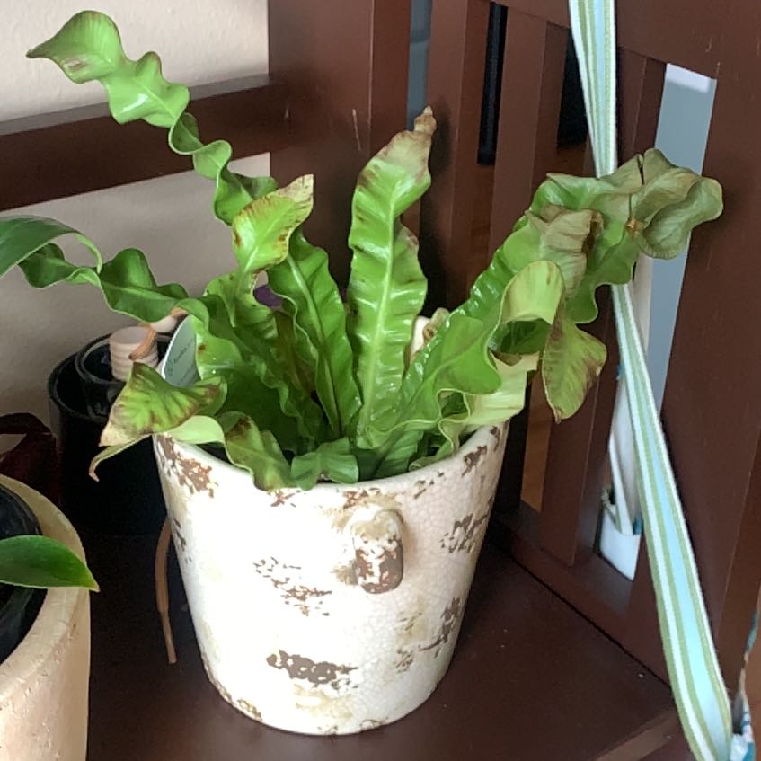 Hart's Tongue Fern in a pot with some browning at the leaf tips.