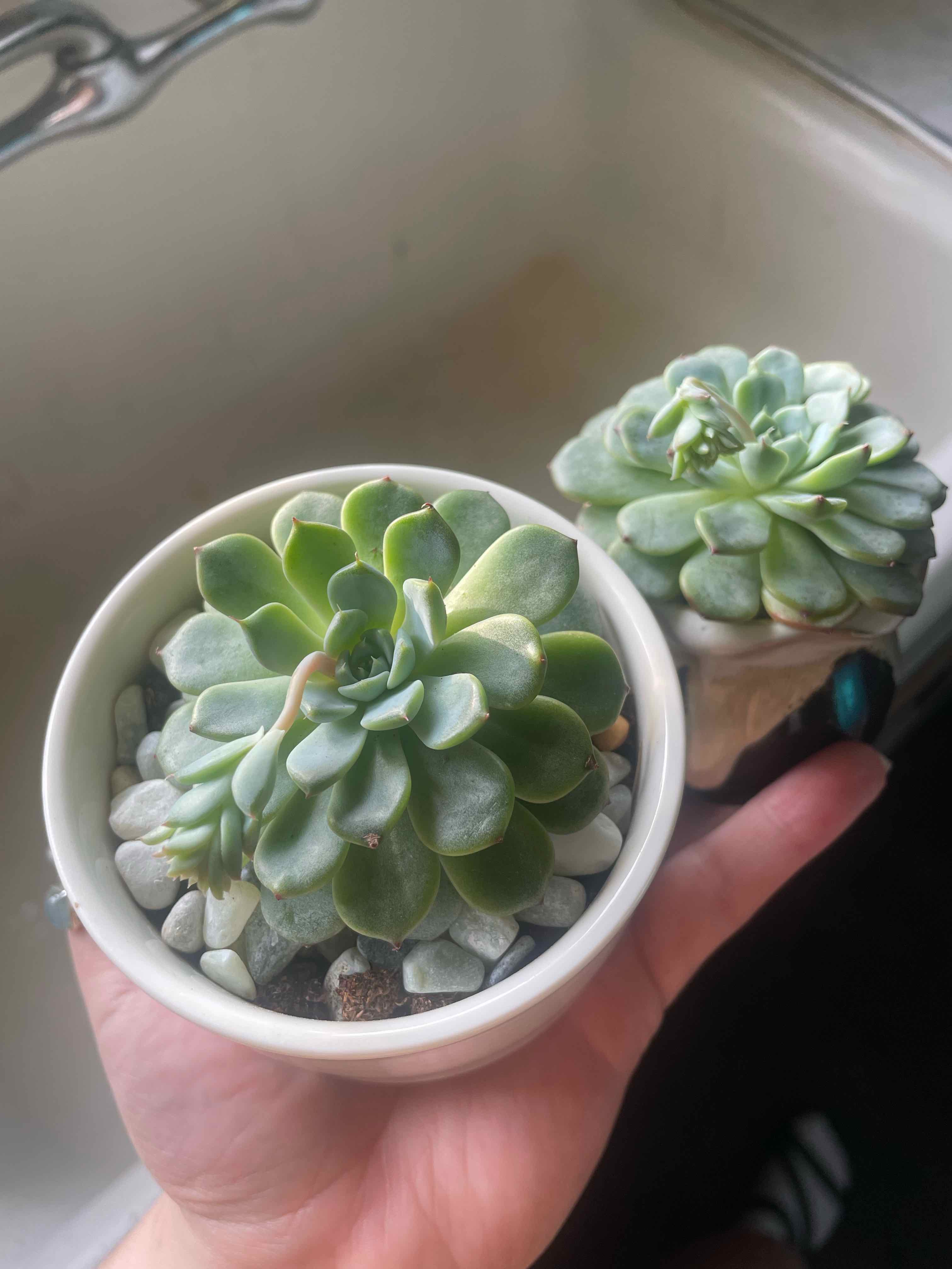 Two healthy Echeveria colorata plants in small pots, held by a hand.
