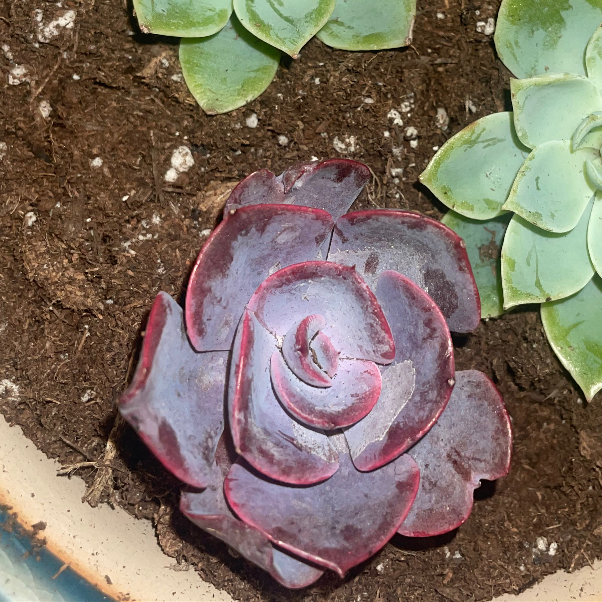Echeveria 'Purple Pearl' succulent with dark purple leaves in visible soil.