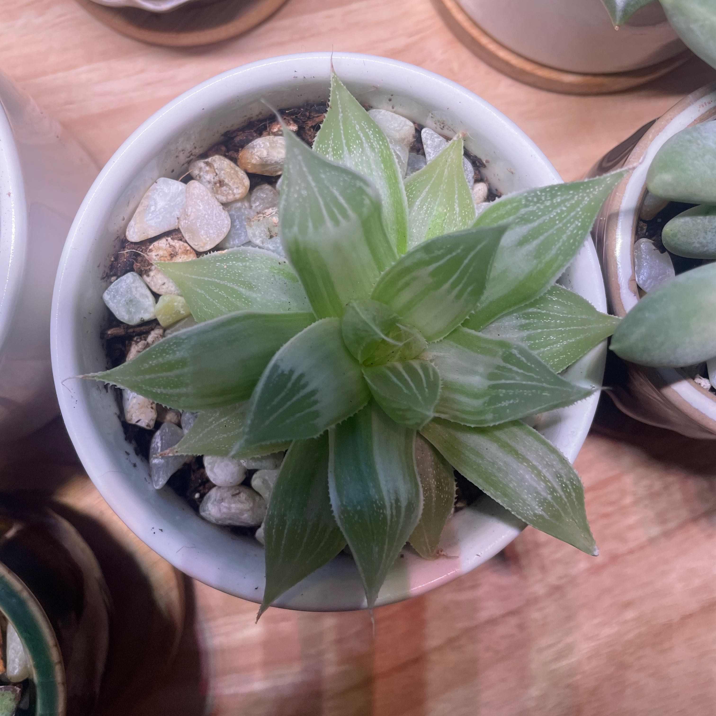 Photo of the plant species Variegated Haworthia retusa by @Flowergirl2222 named Ulysses on Greg, the plant care app