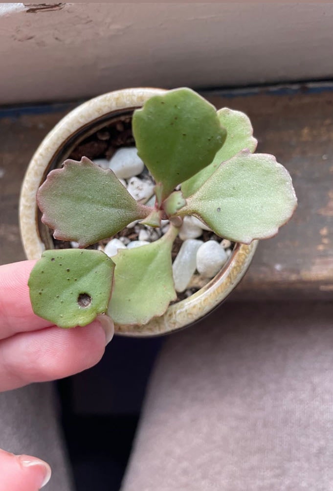 Kalanchoe 'Little Dragon' PP34248 How Much Water & Light Does it Need