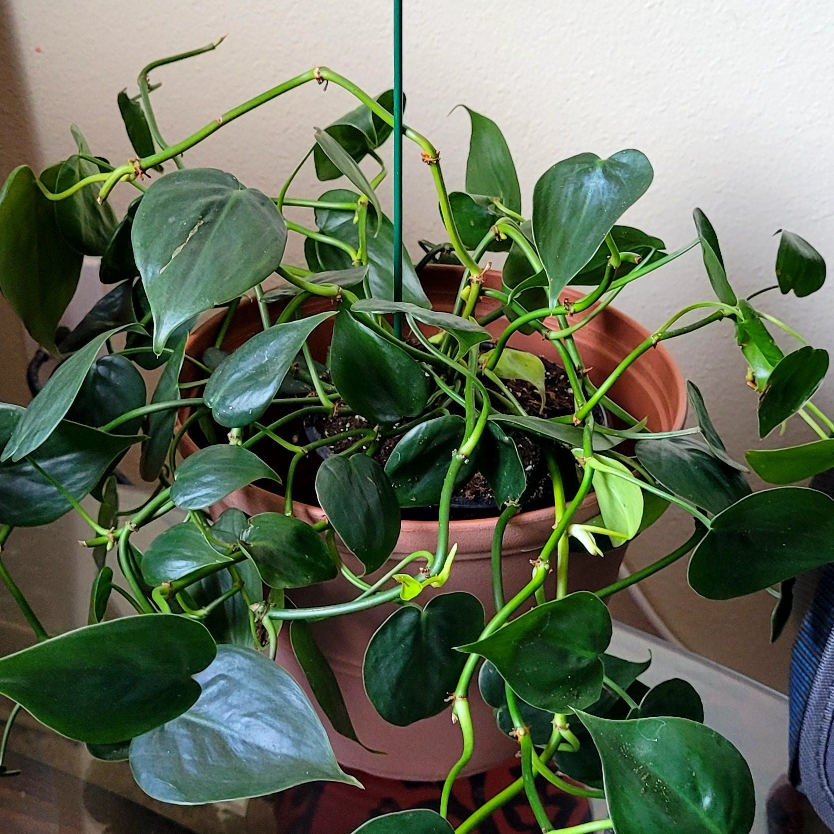 Achilles A plant by MightilyChayote on Greg