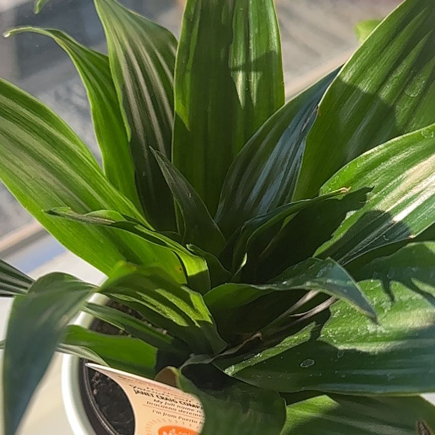 Photo of the plant species Dracaena 'Torch' by @QuickKermesoak named Bigleef Smalls on Greg, the plant care app