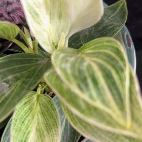 Photo of the plant species Philodendron 'White Measure' by @QuickKermesoak named Bodhi on Greg, the plant care app
