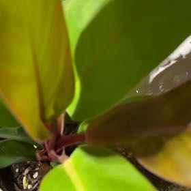 Photo of the plant species Philodendron tangerine by @QuickKermesoak named Anne on Greg, the plant care app