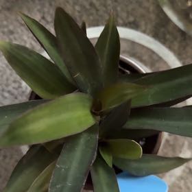 Photo of the plant species Rhoeo Golden by @MarvelJuneplum named Kylie on Greg, the plant care app