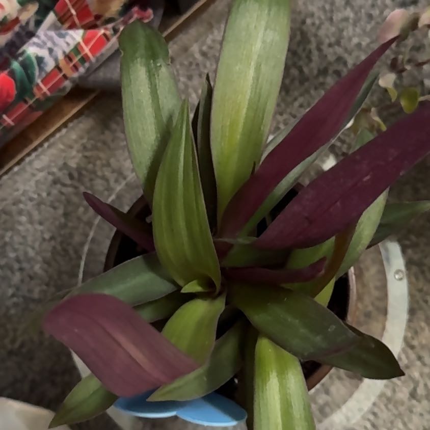 Photo of the plant species Rhoeo Golden by @MarvelJuneplum named Xena on Greg, the plant care app