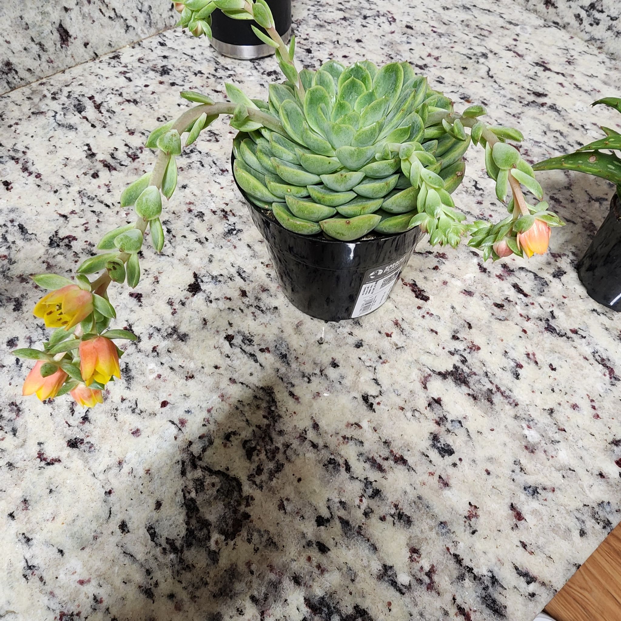 Echeveria 'Lime n' Chile' plant in a black pot with blooming flowers on a speckled countertop.