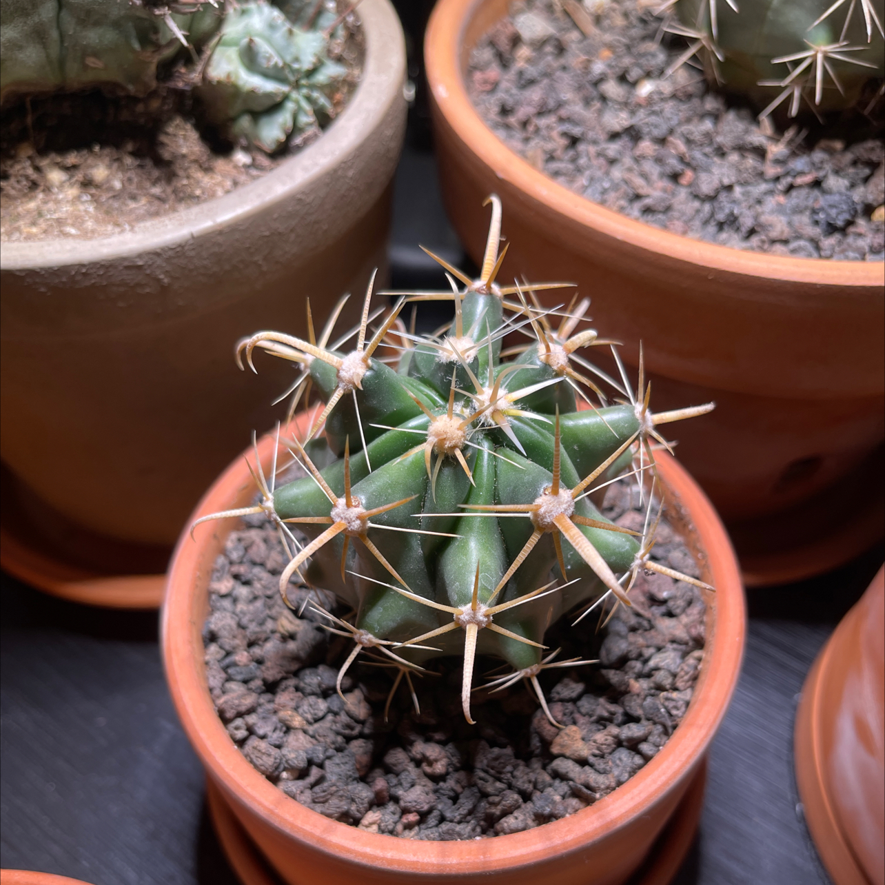 Devil's Tongue Barrel Cactus in a terracotta pot with visible soil and healthy appearance.
