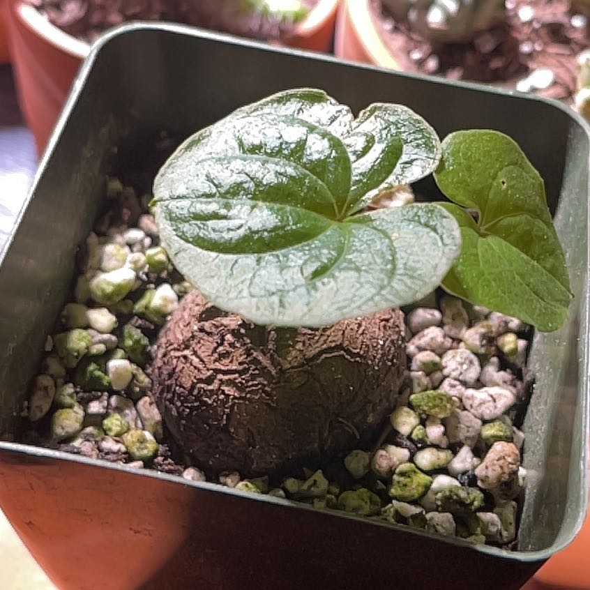 Hottentot Bread plant with green leaves and a bulbous base in a pot with visible soil and pebbles.