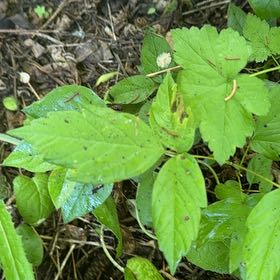 Photo of the plant species California Boxelder Maple by @SucculentAnacua named Tupot amaroot on Greg, the plant care app