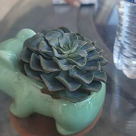 Photo of the plant species Echeveria 'Galaxy Blue' by @SecureBilberry named Bulbasaur on Greg, the plant care app
