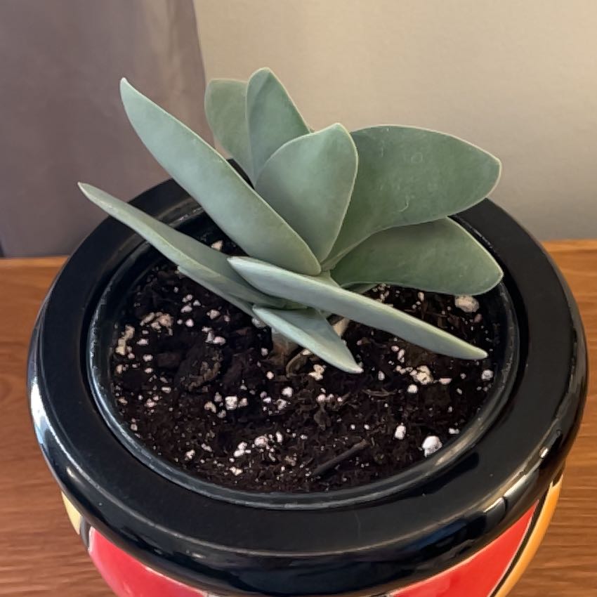 A healthy succulent plant in a pot with visible soil.