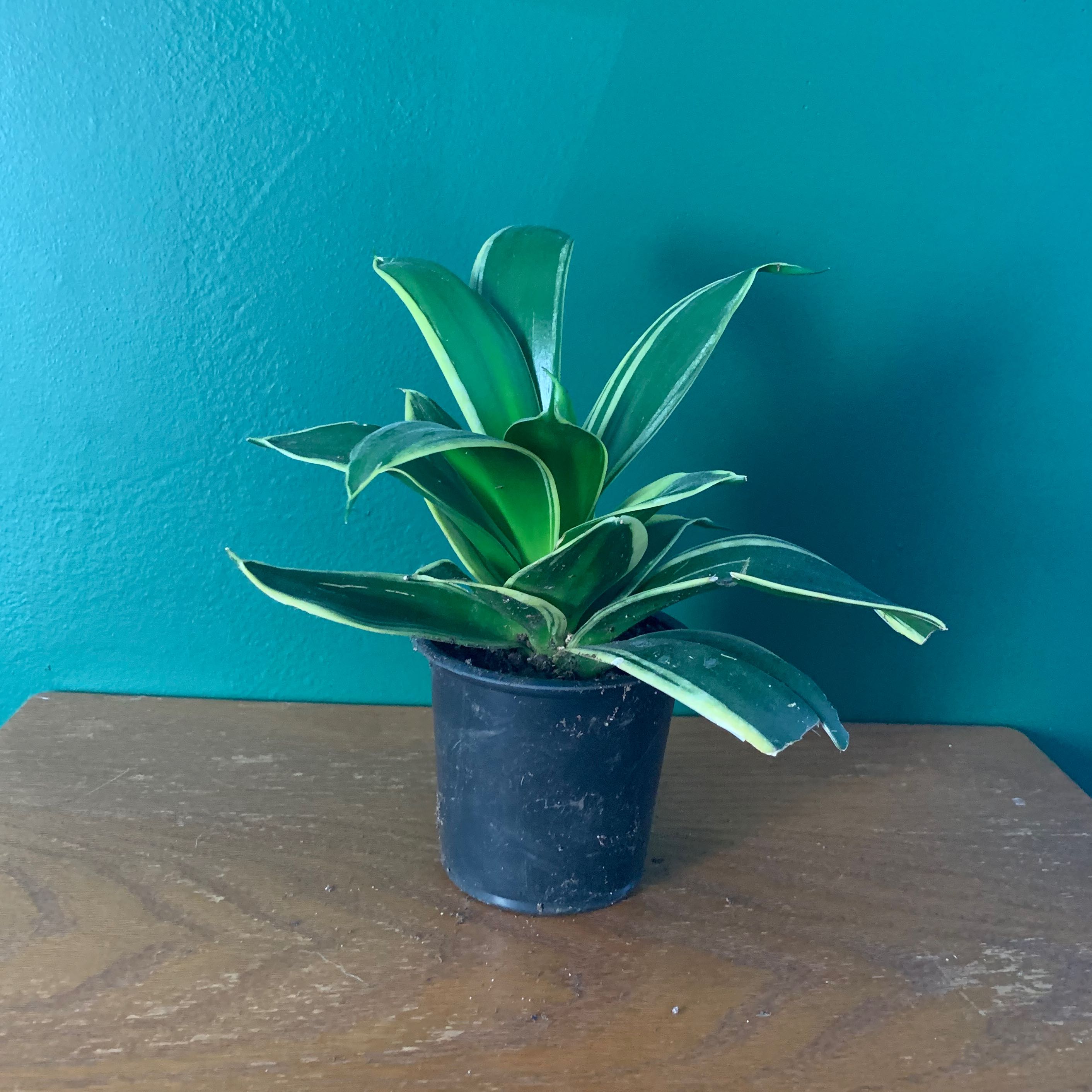 Bird's Nest Snake Plant in a black pot on a wooden surface against a teal wall.