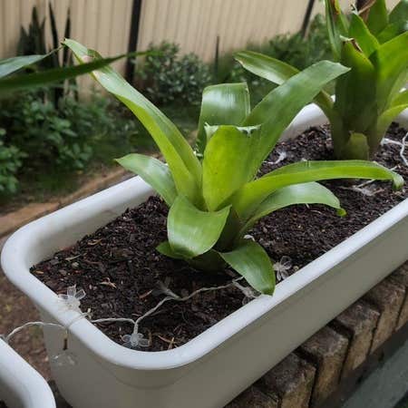 Photo of the plant species Bromeliad Vriesea by @SuaveClubcoral named Beyonce on Greg, the plant care app