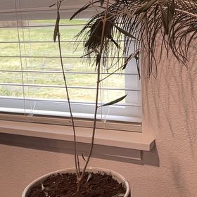 Photo of the plant species Green Olive Tree by @BackupRiberry named Pax on Greg, the plant care app