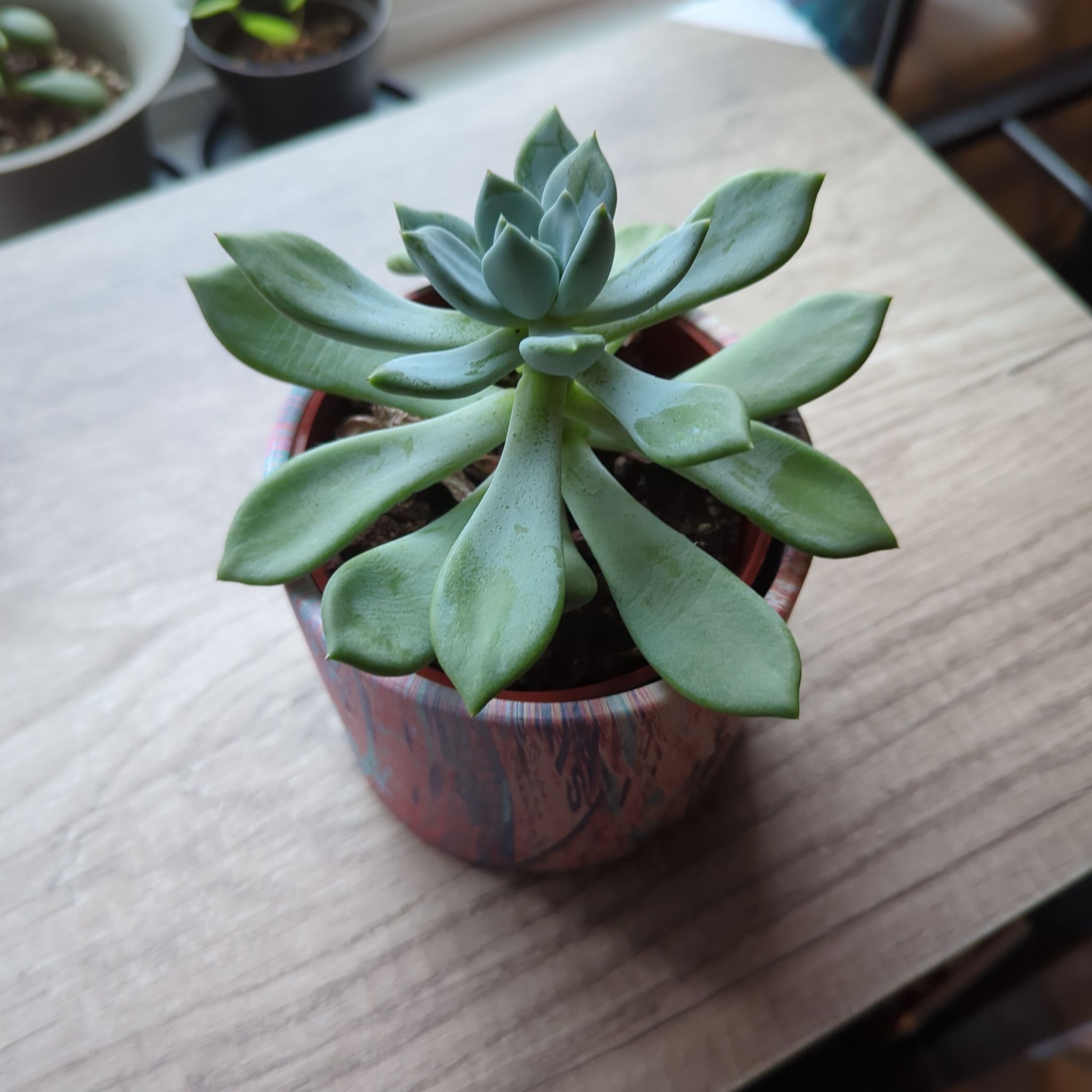 Photo of the plant species star burst by @EternalWavycap named Diana on Greg, the plant care app