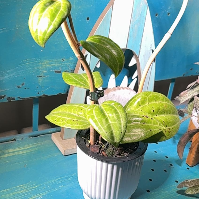 Photo of the plant species Hoya 'Sarawak' by @PioneerGasplant named Shakira on Greg, the plant care app
