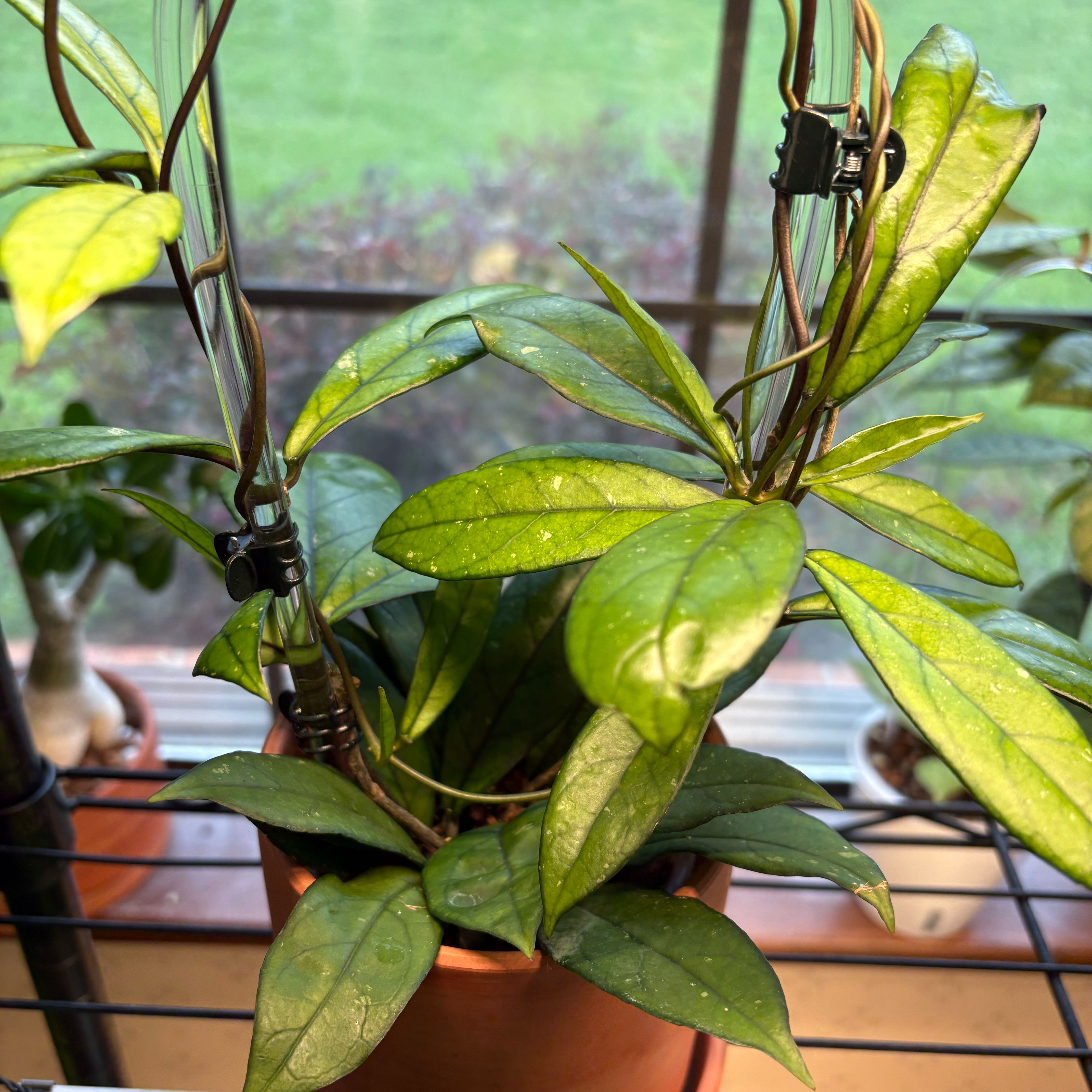 Photo of the plant species Hoya crassipetiolata by @PioneerGasplant named Muhammad Ali on Greg, the plant care app