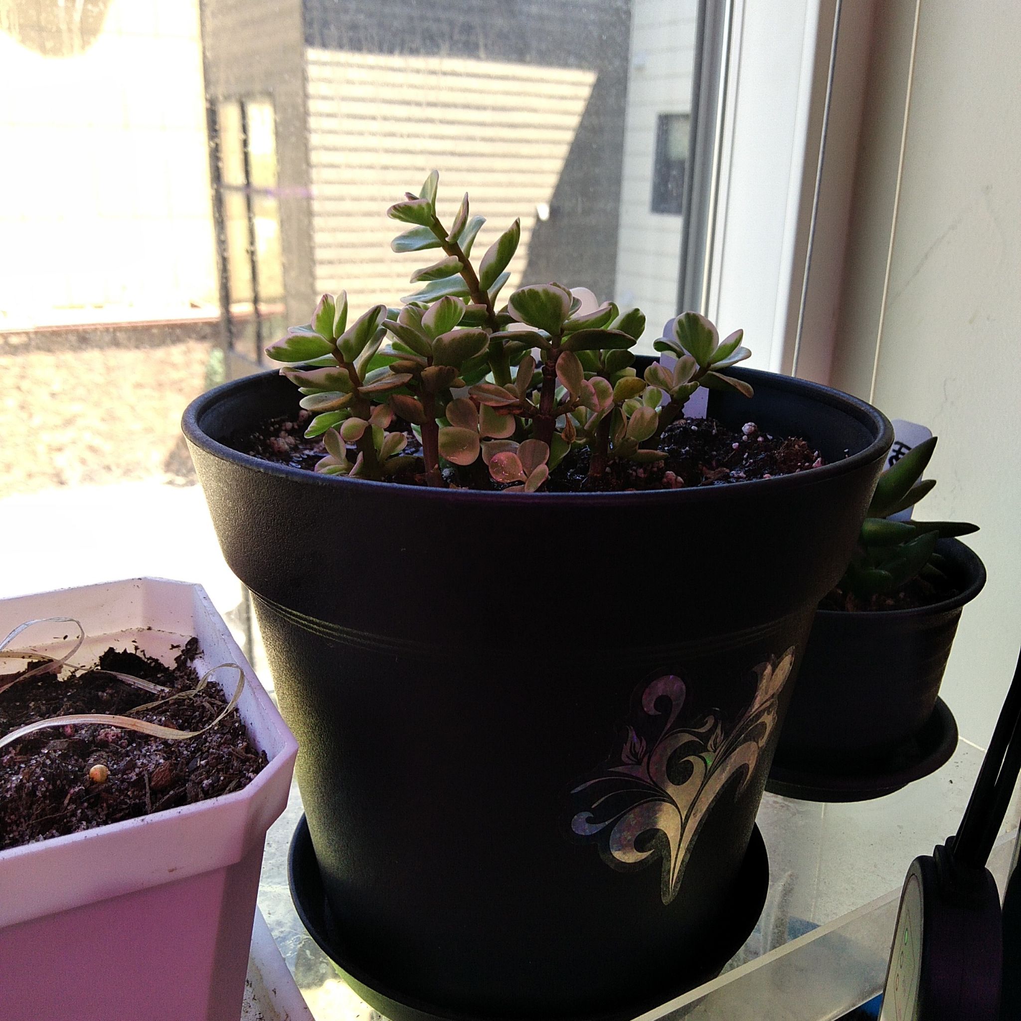 Photo of the plant species Dwarf Pagoda by @MoonsofGundor named Vic on Greg, the plant care app