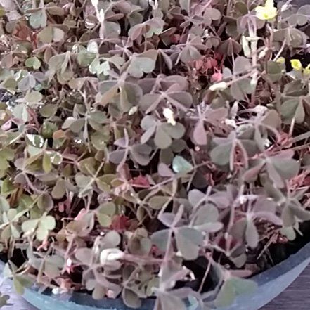 Photo of the plant species Volcanic Sorrel 'Zinfandel' by @MoonsofGundor named Carla on Greg, the plant care app