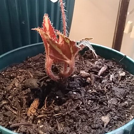 Photo of the plant species Begonia by @MoonsofGundor named Stacy on Greg, the plant care app