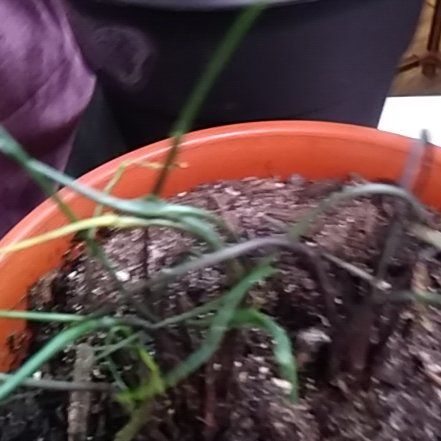 Photo of the plant species Flying Squid by @MoonsofGundor named Carl on Greg, the plant care app