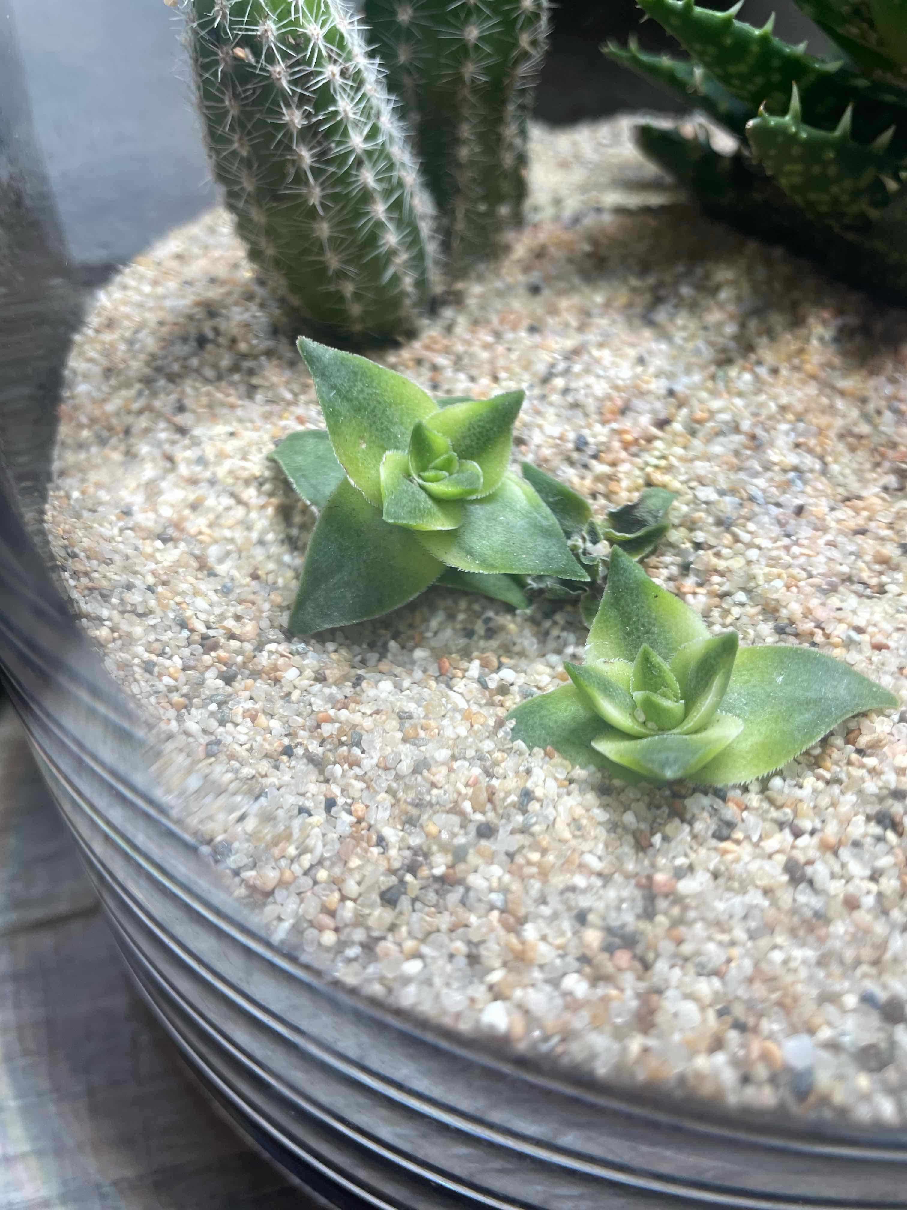 Sea Sandwort plant in sandy soil with a cactus in the background.